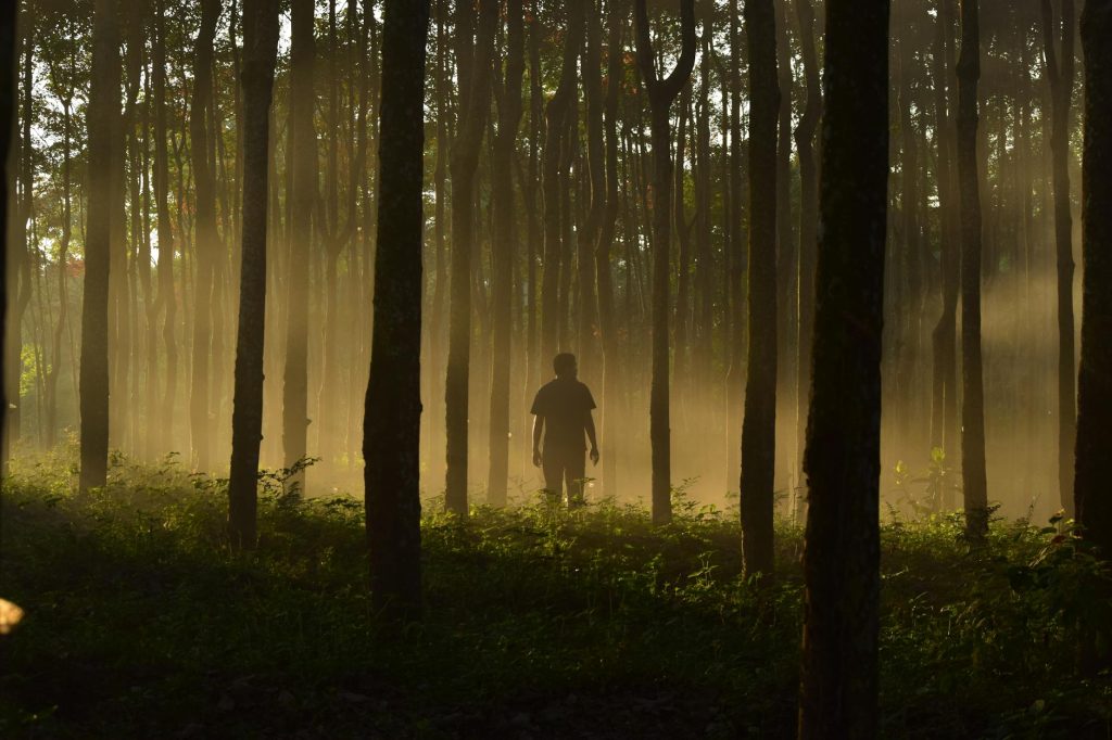 A man stands silhouetted amidst mist in a dense autumn forest, backlit by the rising sun.